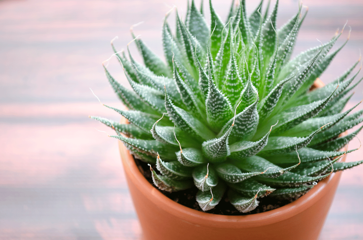 Aloe plant adds air purification